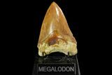 Serrated, Fossil Megalodon Tooth - Indonesia #151827-1